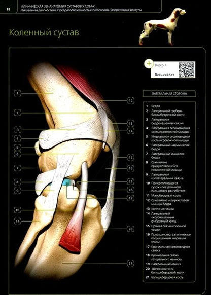Фотография книги "Перис, Ревириего, Костлин: Клиническая 3D-анатомия суставов у собак. Визуальная диагностика. Предрасположенность к патологиям"