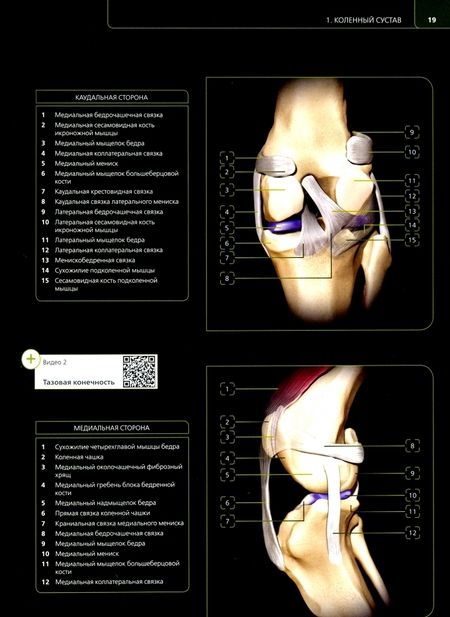 Фотография книги "Перис, Ревириего, Костлин: Клиническая 3D-анатомия суставов у собак. Визуальная диагностика. Предрасположенность к патологиям"