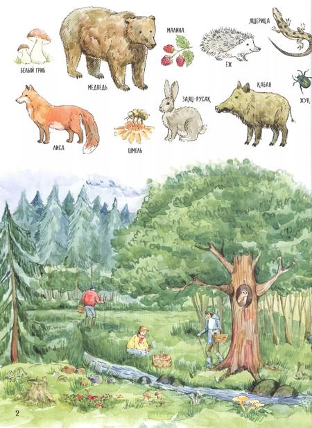 Фотография книги "Первая книга о природе и животных"