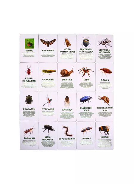 Фотография книги "Первый словарь в картинках "Насекомые, моллюски, многоножки, членистоногие""