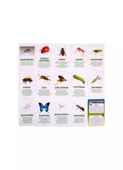 Фотография книги "Первый словарь в картинках "Насекомые, моллюски, многоножки, членистоногие""