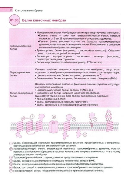 Фотография книги "Покровский, Алексеева, Жданов: Частная биохимия. Учебное пособие"
