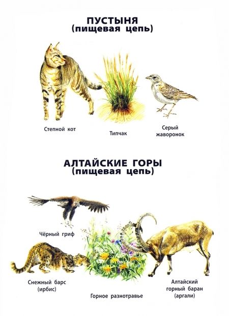 Фотография книги "Природные зоны России"