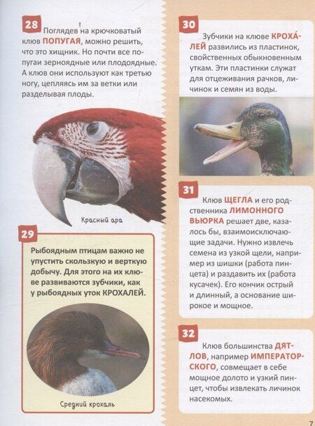 Фотография книги "Птицы. Энциклопедия российского школьника"