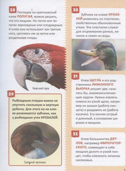 Фотография книги "Птицы. Энциклопедия российского школьника"