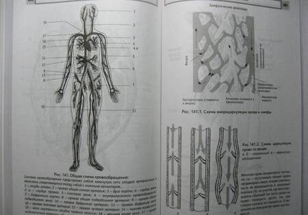 Фотография книги "Пучко: Многомерный человек. Новый высокоэффективный алгоритм самоисцеления человека и лечения животных"