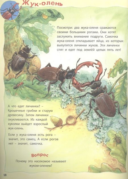 Фотография книги "Райхенштеттер, Бойренмайстер: Как живут насекомые? Книжка-активити"