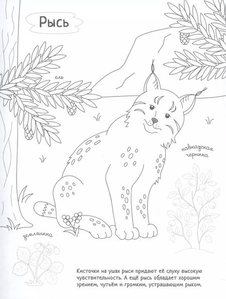 Фотография книги "Раскрась Россию (комплект из 2 книг)"