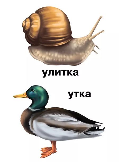 Фотография книги "Растения и обитатели пресноводных водоемов. 4-7 лет. Демонстрационные материалы по природоведению"