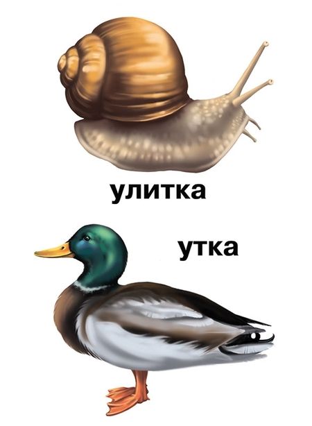 Фотография книги "Растения и обитатели пресноводных водоемов. 4-7 лет. Демонстрационные материалы по природоведению"