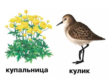 Фотография книги "Растения и обитатели пресноводных водоемов. 4-7 лет. Демонстрационные материалы по природоведению"