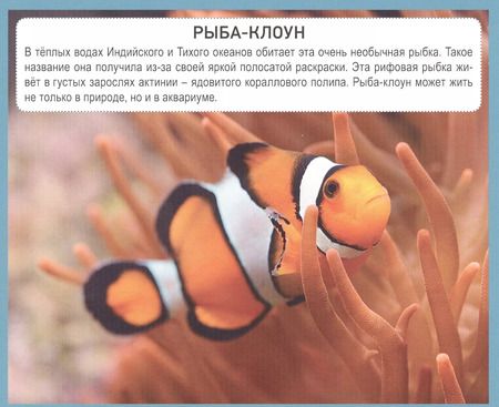 Фотография книги "РАЗУМНЫЕ КАРТОЧКИ. ПОДВОДНЫЙ МИР"