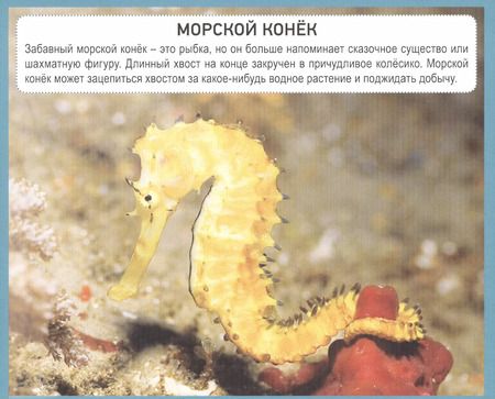 Фотография книги "РАЗУМНЫЕ КАРТОЧКИ. ПОДВОДНЫЙ МИР"