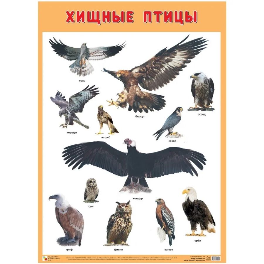 Обложка книги "Развивающие плакаты. Хищные птицы"