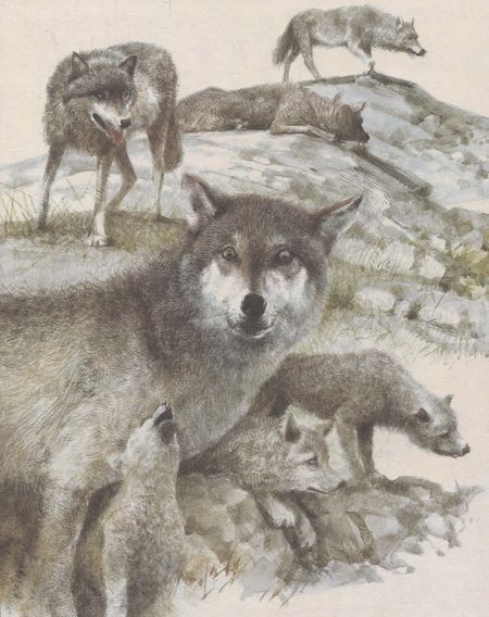 Фотография книги "Редьярд Киплинг: Книга джунглей"