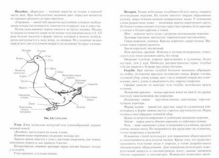 Фотография книги "Реймер, Алексеева, Клемешова: Птицеводство. Учебник"