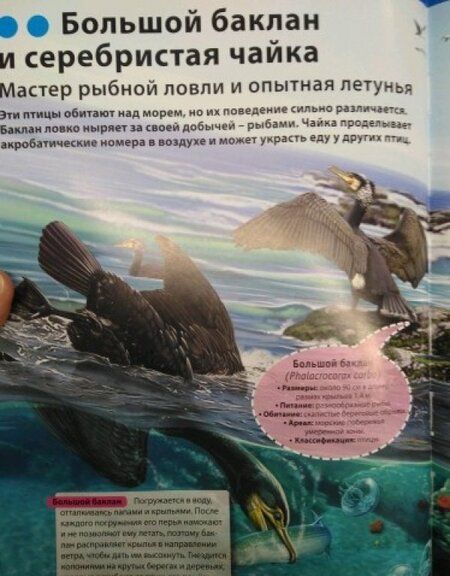 Фотография книги "Родригес: Подводный мир. Иллюстрированная энциклопедия"