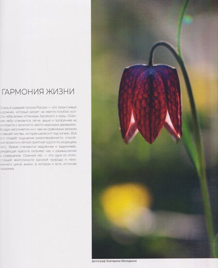 Фотография книги "Россия. Заповедными дикими тропами: фотоальбом"
