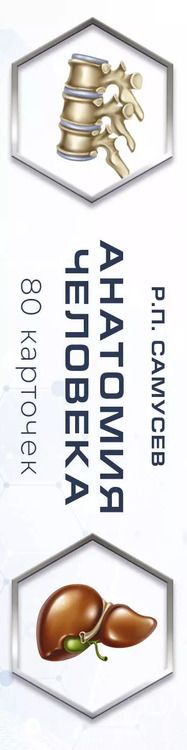 Фотография книги "Рудольф Самусев: Анатомия человека. 80 карточек. Все системы"