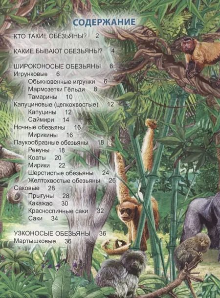 Фотография книги "С. Соколова: ЭНЦИКЛОПЕДИЯ. ХОЧУ ЗНАТЬ. ОБЕЗЬЯНЫ"