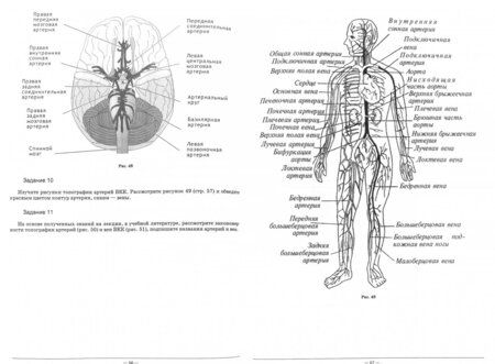 Фотография книги "Сай, Кузнецова: Анатомия и физиология человека. Рабочая тетрадь"