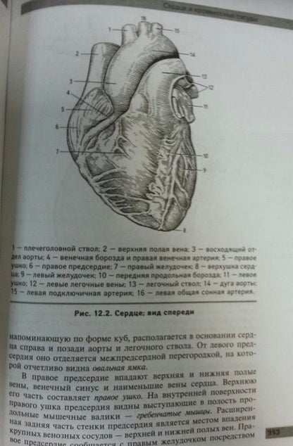 Фотография книги "Самусев, Сентябрев: Анатомия и физиология человека. Учебное пособие"