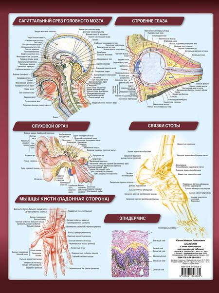 Фотография книги "Сапин: Анатомия. Самая компактная анатомическая таблица"