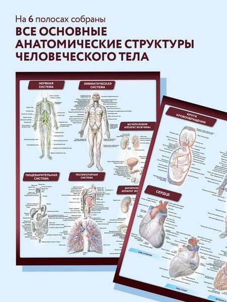 Фотография книги "Сапин: Анатомия. Самая компактная анатомическая таблица"