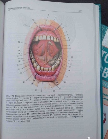 Фотография книги "Сапин, Николенко, Никитюк: Анатомия человека. Учебник. В 2-х томах. Том 2"