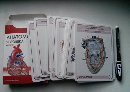 Фотография книги "Сапин, Николенко, Тимофеева: Анатомия человека. Ангиология. Карточки, 45 штук"