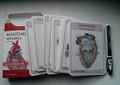 Фотография книги "Сапин, Николенко, Тимофеева: Анатомия человека. Ангиология. Карточки, 45 штук"