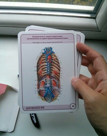 Фотография книги "Сапин, Николенко, Тимофеева: Анатомия человека. Ангиология. Карточки, 45 штук"