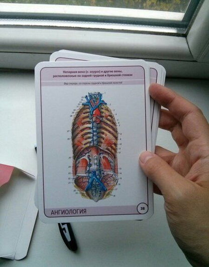 Фотография книги "Сапин, Николенко, Тимофеева: Анатомия человека. Ангиология. Карточки, 45 штук"