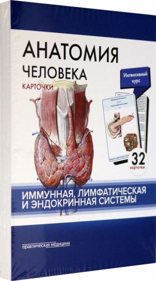 Обложка книги "Сапин, Николенко, Тимофеева: Анатомия человека. Иммунная, лимфатическая и эндокринная системы. 32 карточки"