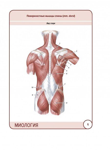 Фотография книги "Сапин, Николенко, Тимофеева: Анатомия человека. Карточки. Миология"