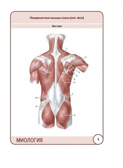 Фотография книги "Сапин, Николенко, Тимофеева: Анатомия человека. Карточки. Миология"