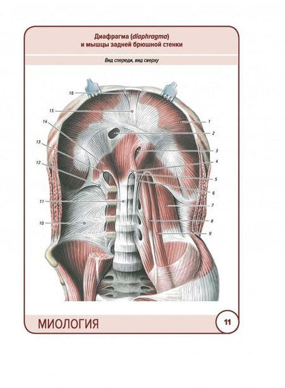 Фотография книги "Сапин, Николенко, Тимофеева: Анатомия человека. Карточки. Миология"