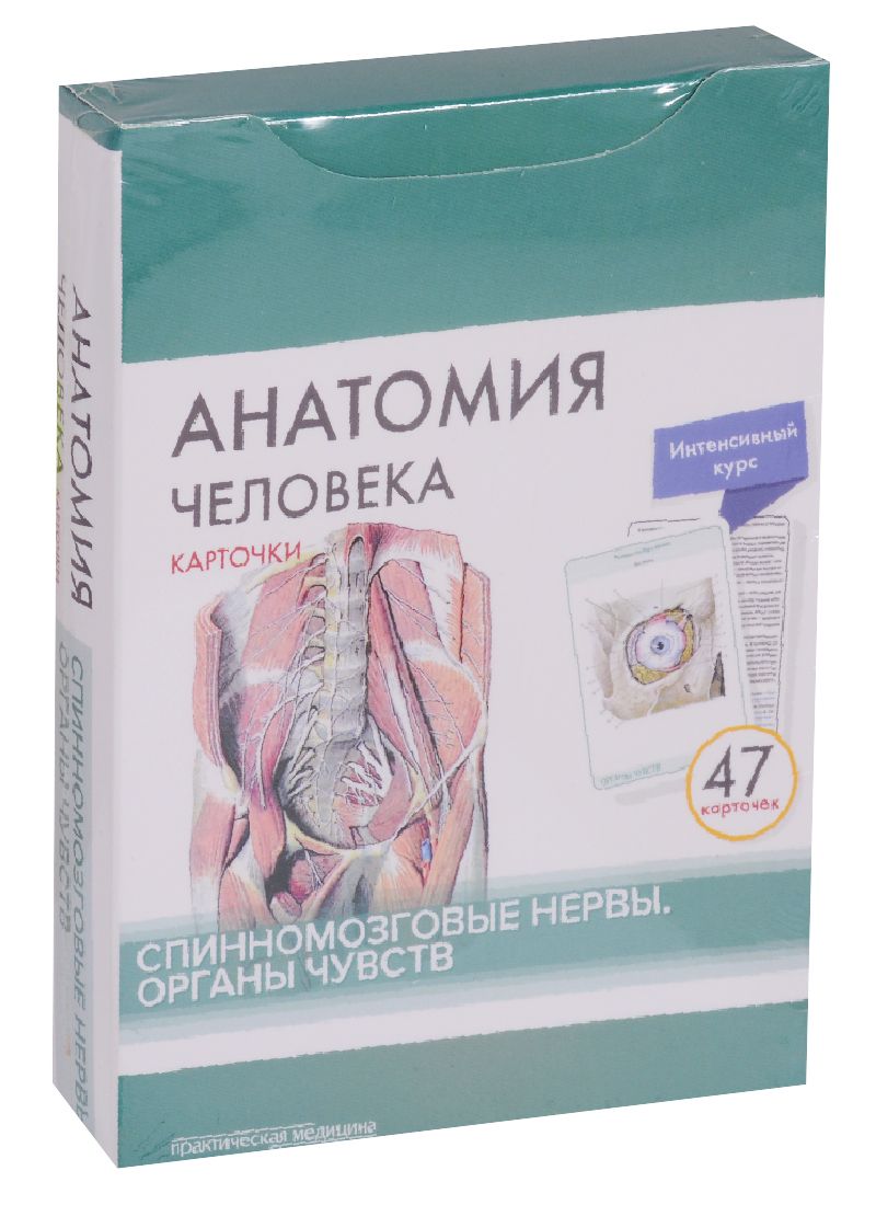 Обложка книги "Сапин, Николенко, Тимофеева: Анатомия человека. Карточки. Спинномозговые нервы и органы чувств (47 карточек)"