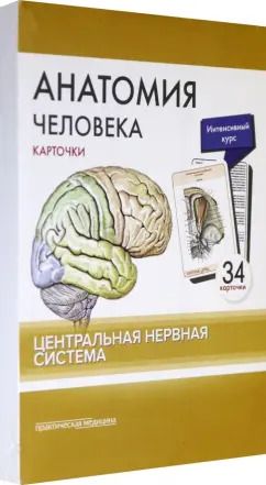 Обложка книги "Сапин, Николенко, Тимофеева: Анатомия человека. Центральная нервная система. Карточки (34 шт)"