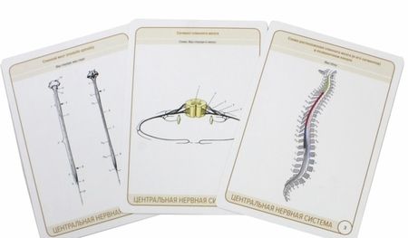 Фотография книги "Сапин, Николенко, Тимофеева: Анатомия человека. Центральная нервная система. Карточки (34 шт)"