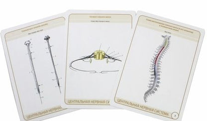 Фотография книги "Сапин, Николенко, Тимофеева: Анатомия человека. Центральная нервная система. Карточки (34 шт)"