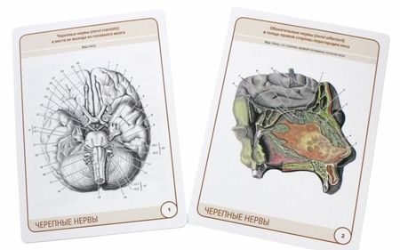 Фотография книги "Сапин, Николенко, Тимофеева: Анатомия человека.Черепные нервы. Карточки (26 шт)"
