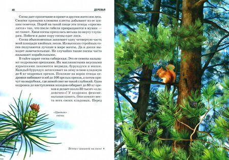 Фотография книги "Сергей Афонькин: Деревья. Школьный путеводитель"
