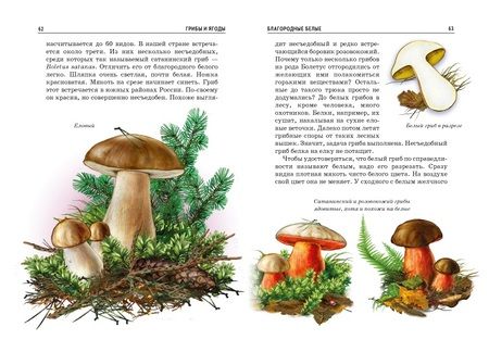 Фотография книги "Сергей Афонькин: Грибы и ягоды."