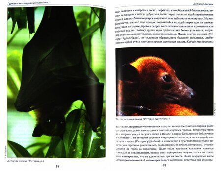 Фотография книги "Сергей Крускоп: Летучие мыши. Происхождение, места обитания"