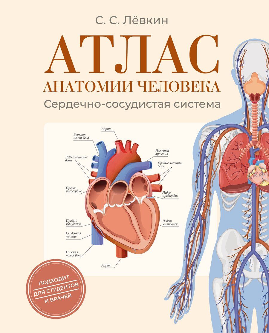 Обложка книги "Сергей Сергеевич: Атлас анатомии человека. Сердечно-сосудистая система"