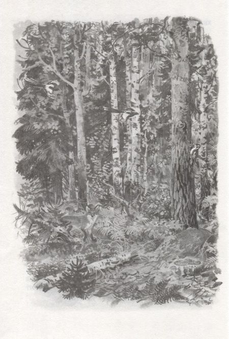 Фотография книги "Сладков: Лесные тайнички"