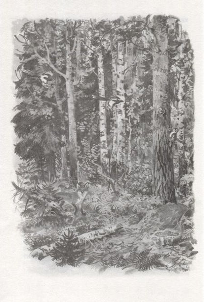 Фотография книги "Сладков: Лесные тайнички"