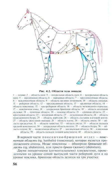 Фотография книги "Слесаренко, Баймишев, Хрусталева: Анатомия домашних животных. Учебник. Часть 1"