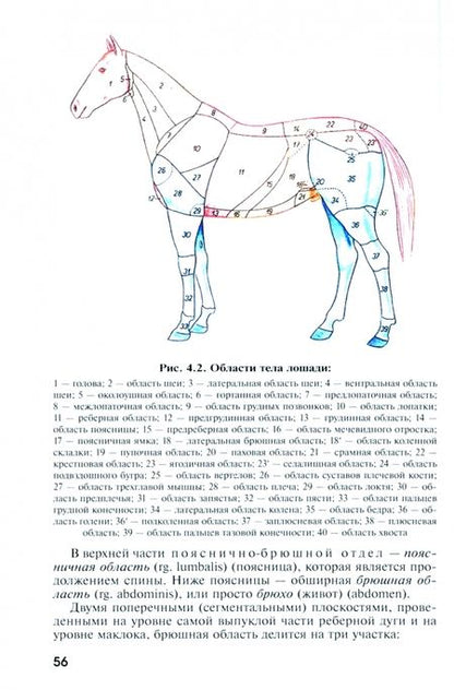 Фотография книги "Слесаренко, Баймишев, Хрусталева: Анатомия домашних животных. Учебник. Часть 1"